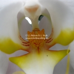 Inneres einer Orchidee